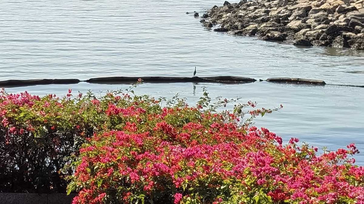 Flowers bring a touch of romance to city