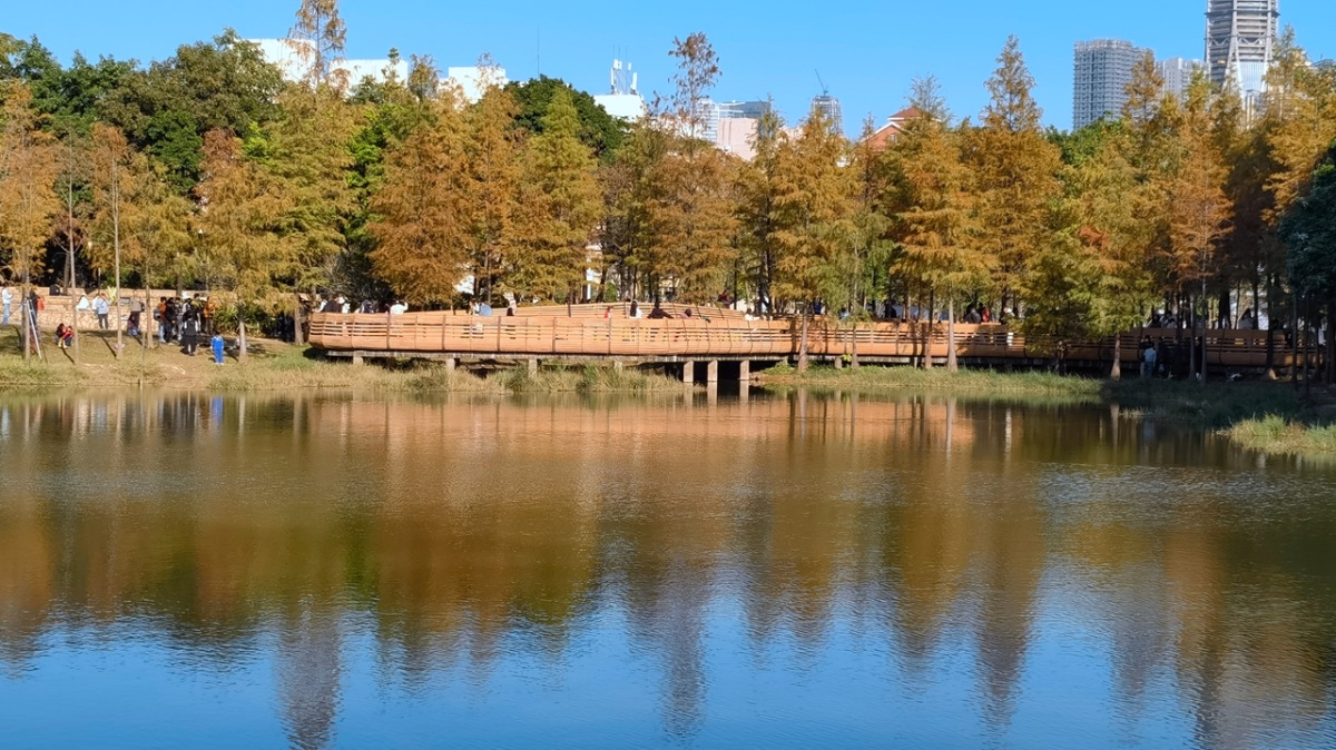 Bald cypresses: A kaleidoscope of color in the heart of the city